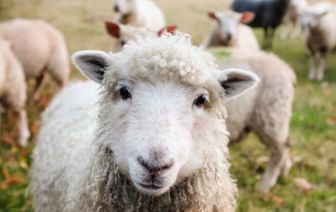 羊奶粉十大品牌，老年人適合什么品牌？