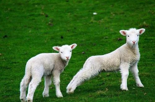 如何判斷羊奶粉的品質好壞？