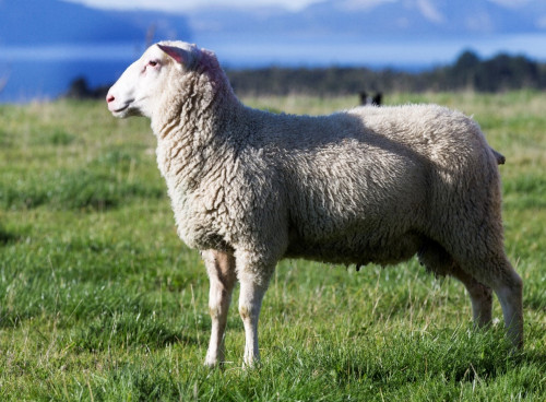 孝當(dāng)先羊奶粉這個(gè)公司怎么樣？羊奶粉的特色之處有哪些？