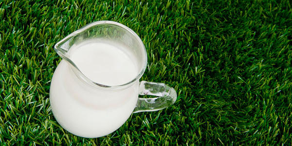 老年羊奶粉十大品牌選擇哪一家？