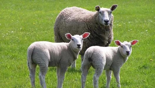 羊奶粉選品難！市場急需深度打磨的產(chǎn)品！