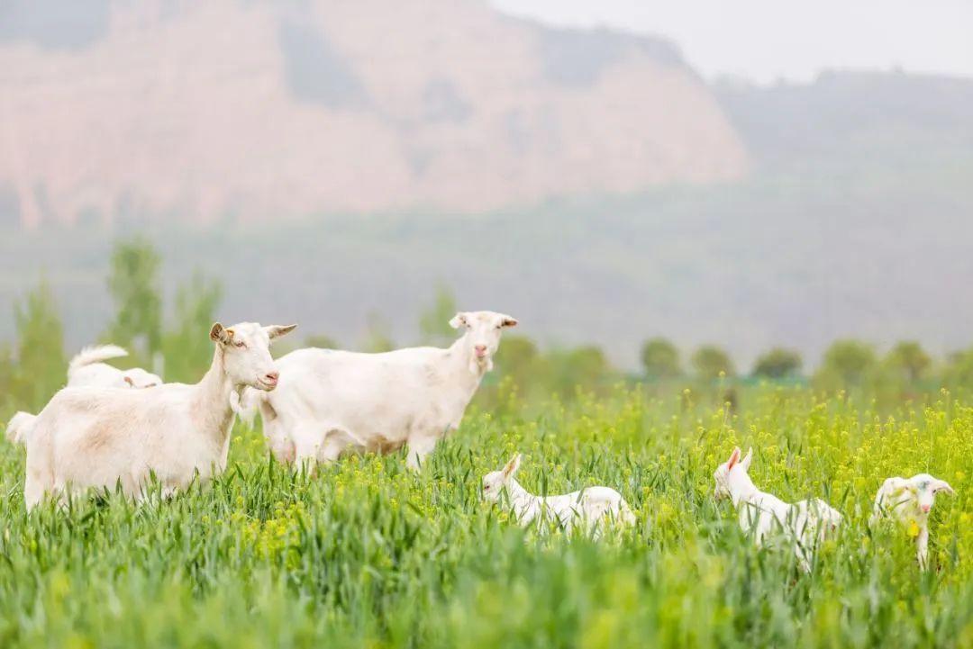 老齡產(chǎn)業(yè)新藍(lán)海，中老年配方羊奶粉！